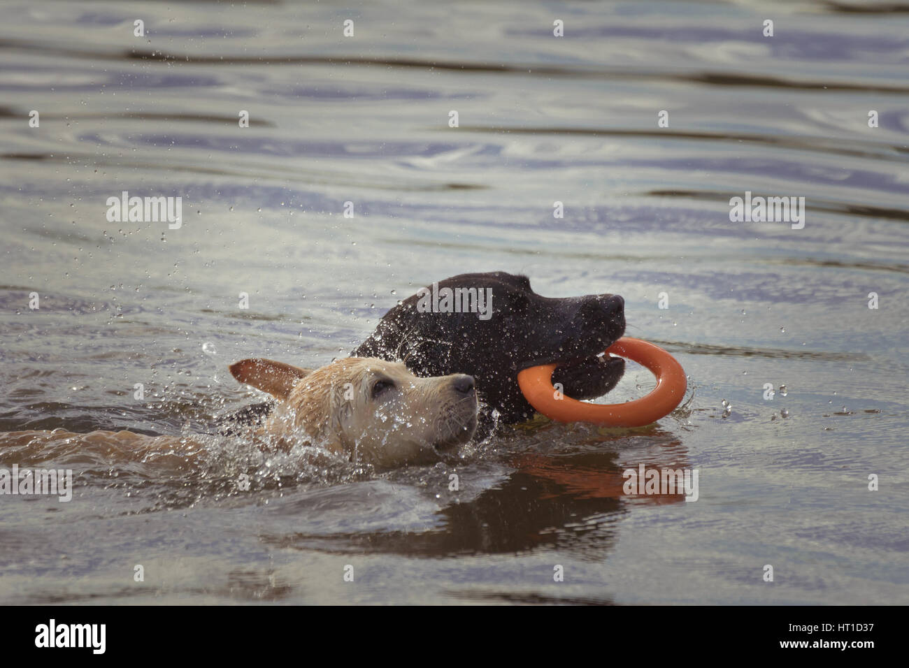 Un cucciolo scuote la testa di spruzzatura di acqua un altro cane chi è il  nuoto con un giocattolo nella sua bocca Foto stock - Alamy