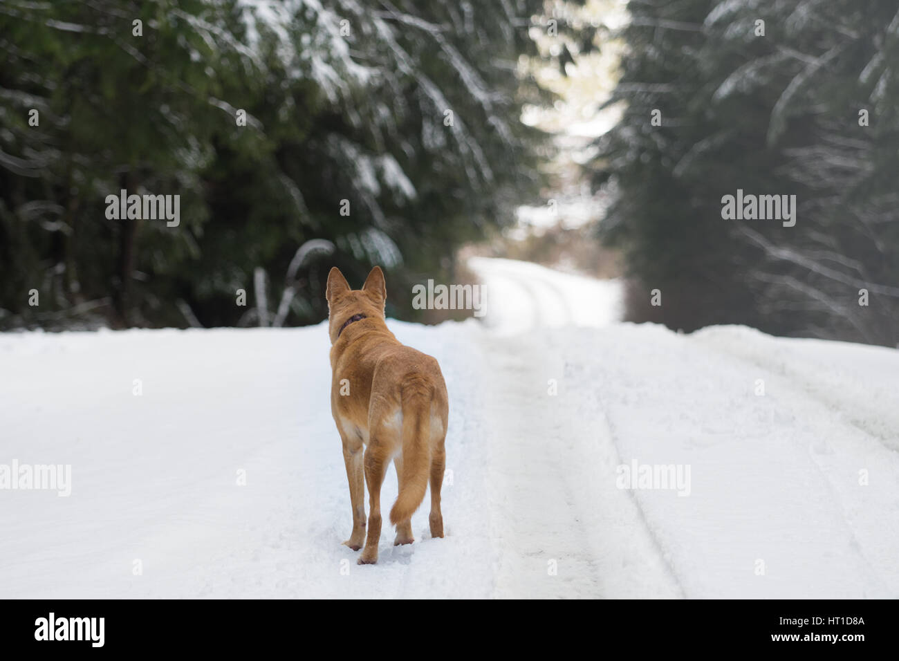 Lo zenzero grande cane nel paesaggio invernale Foto Stock
