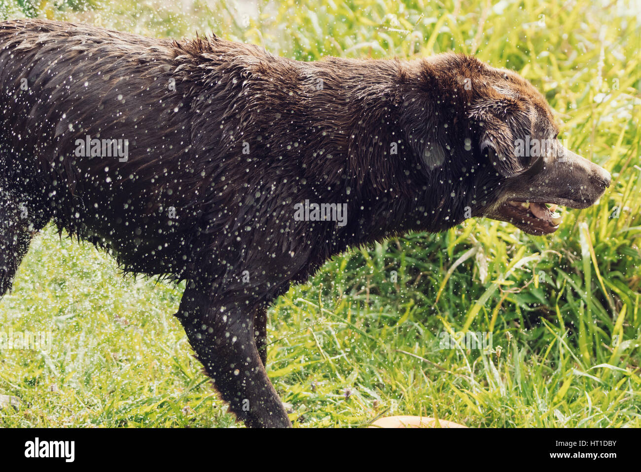 Una serie di immagini con un adulto Labrador Retriever cane di scuotimento di gocce di acqua di lui dopo una nuotata, con le gocce di acqua brilla sotto la luce diretta del sole. Foto Stock