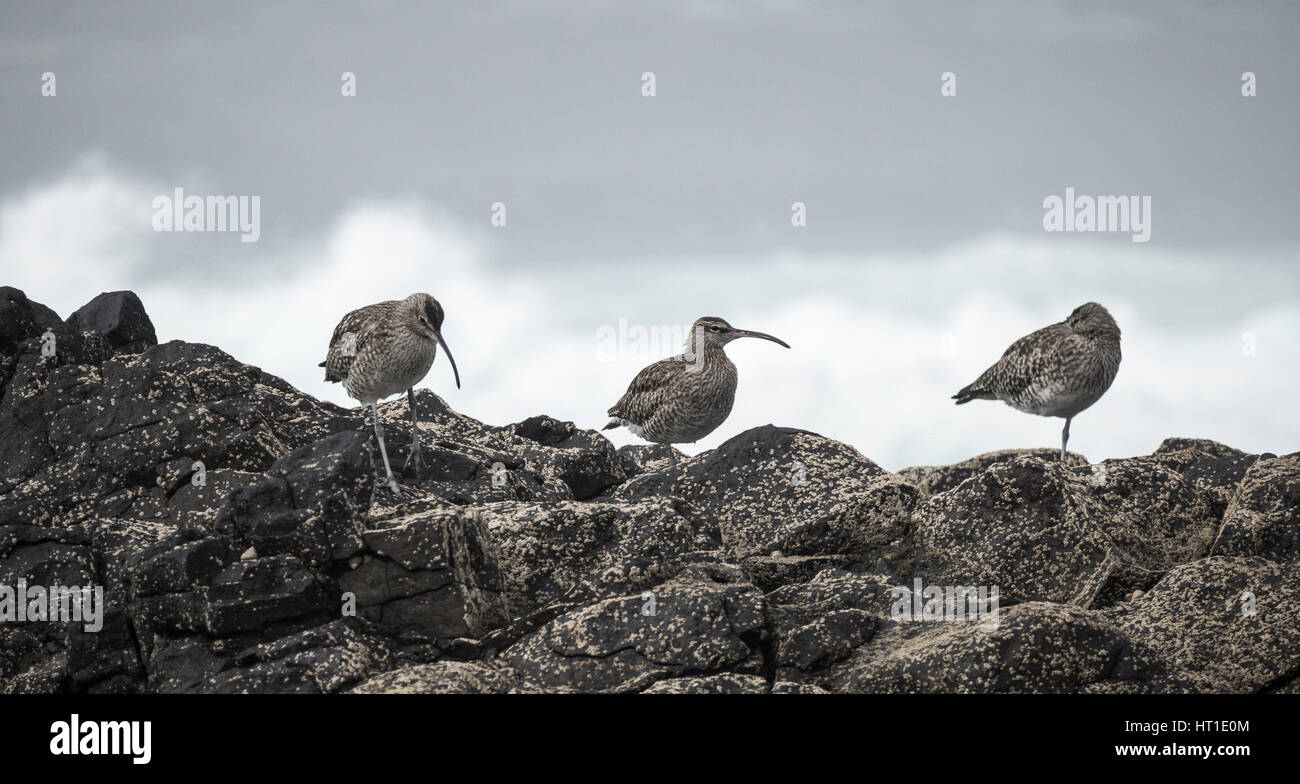 (Curlews Numenius arquata) sulle rocce costiere nelle isole Canarie Foto Stock