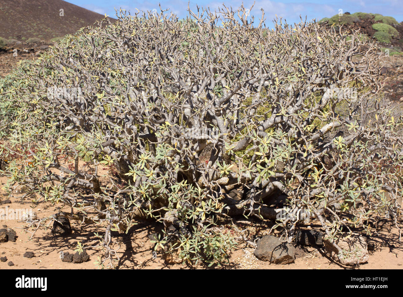 Territorio arido di Isola di Lobos, Canarie, Spagna. Euphorbia balsamifera impianto. Tabaiba dulce. Simbolo di Lanzarote Foto Stock