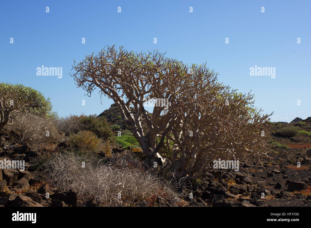 Territorio arido di Isola di Lobos, Canarie, Spagna. Euphorbia balsamifera impianto. Tabaiba dulce. Simbolo di Lanzarote Foto Stock