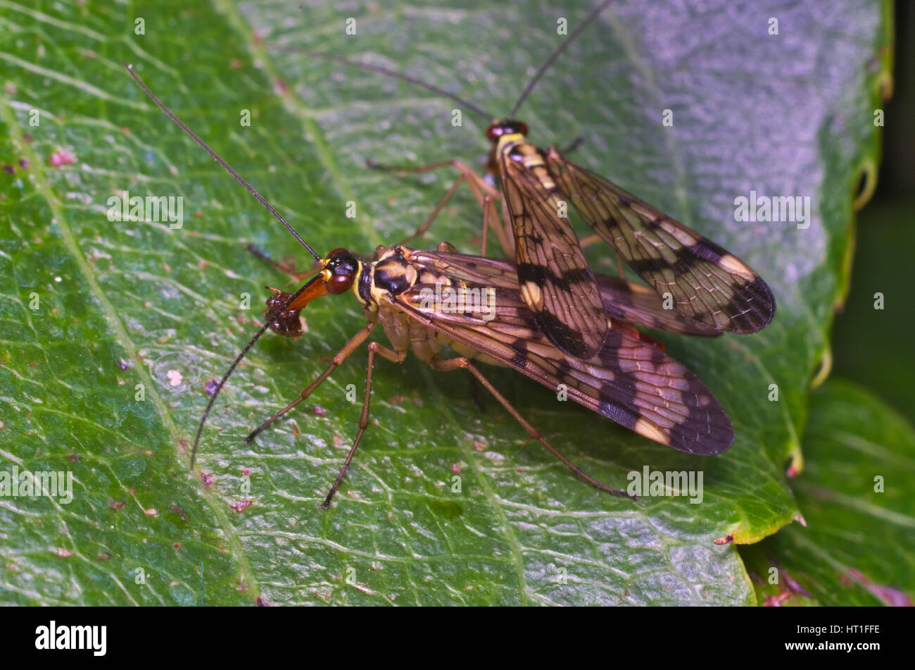 Paio di comune scorpionfly (panorpa communis) mangiando su una foglia Foto Stock