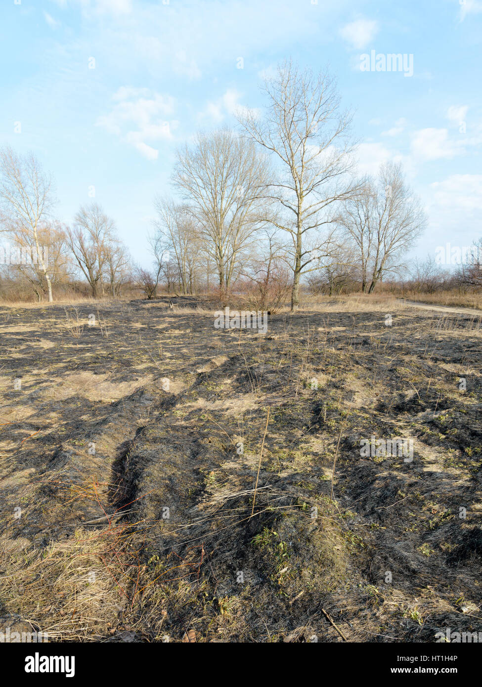 Wasteland dopo fire conseguenze: terreno asciutto, radici di alberi e cespugli vengono bruciati e devastato Foto Stock