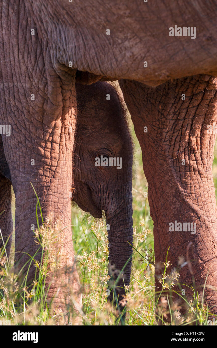 Elefante africano Loxodonta africana visto al Lago Kariba, Parco Nazionale Matusadona Zimbabwe. Foto Stock