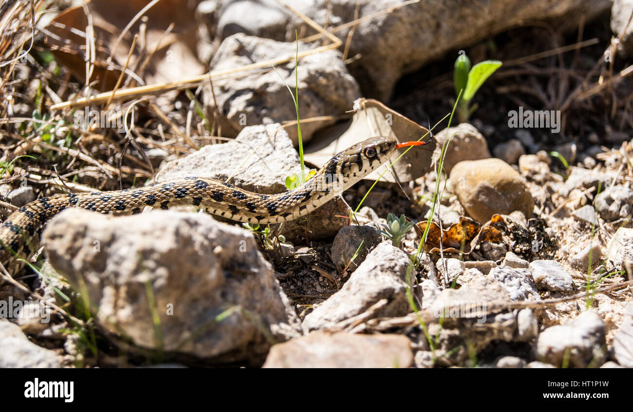 Giarrettiera a scacchi serpente nel Texas Centrale Foto Stock