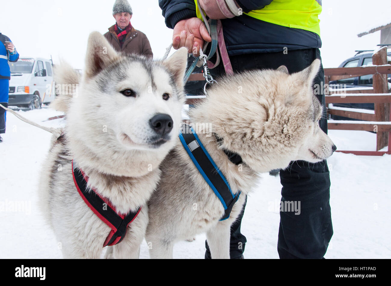 BELIS, Romania - 6 febbraio: Samoiedo cani pronte per lo start della prima slitta trainata da cani Racing Contest. Il 6 febbraio 2015 a Belis, Romania Foto Stock