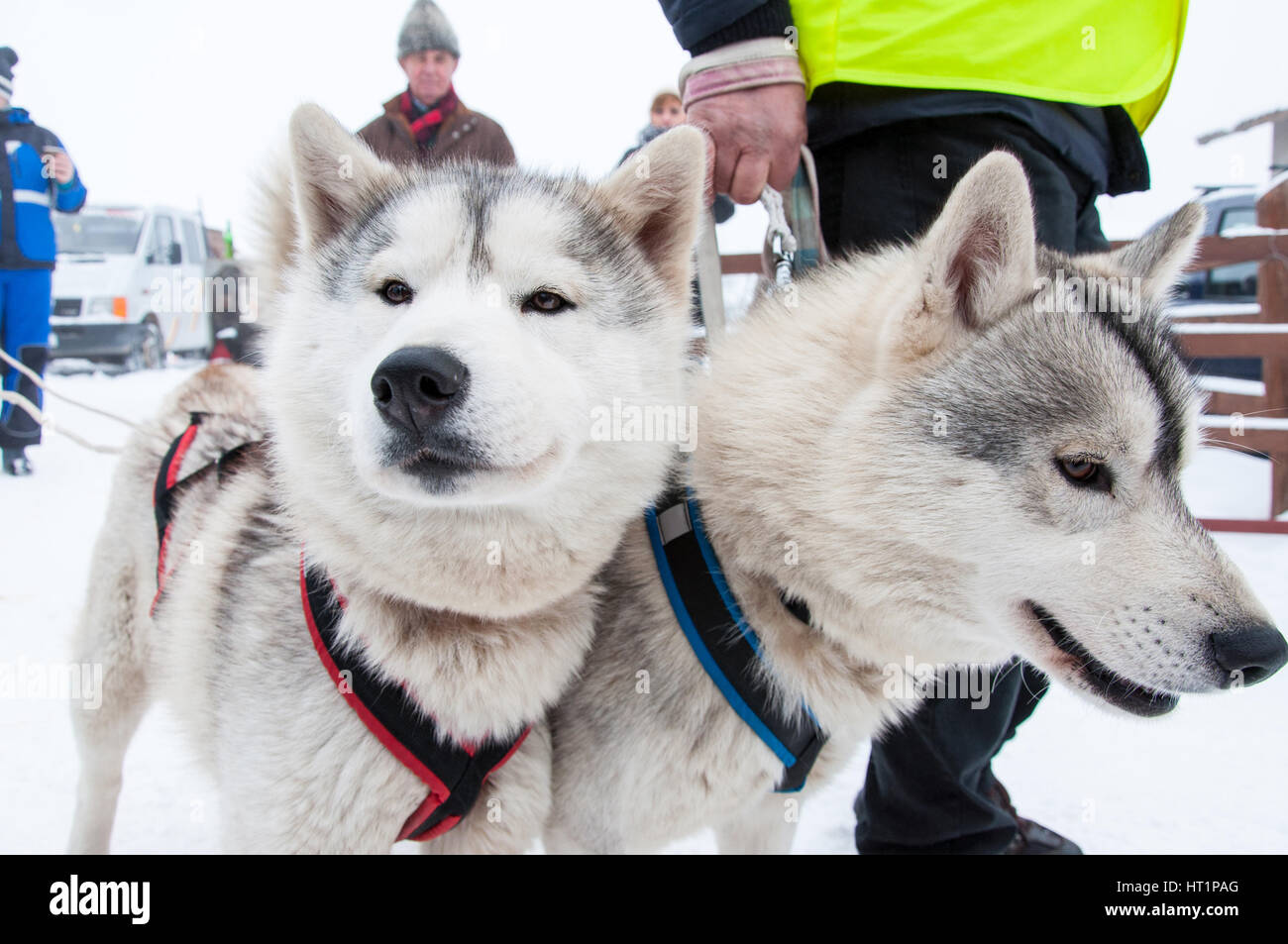 BELIS, Romania - 6 febbraio: Samoiedo cani pronte per lo start della prima slitta trainata da cani Racing Contest. Il 6 febbraio 2015 a Belis, Romania Foto Stock