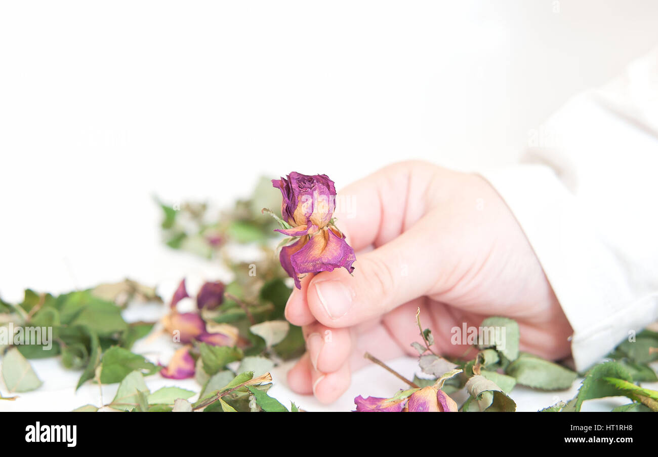 Rosa appassita fiori in mano Foto Stock