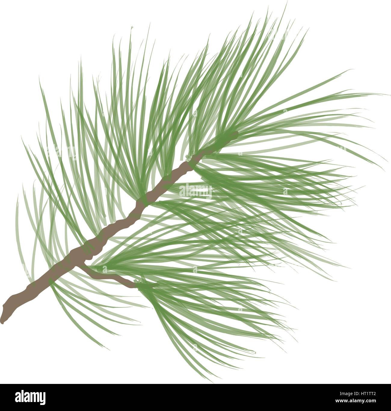 Pigna. pino ramo isolato. floreale decor evergreen Illustrazione Vettoriale