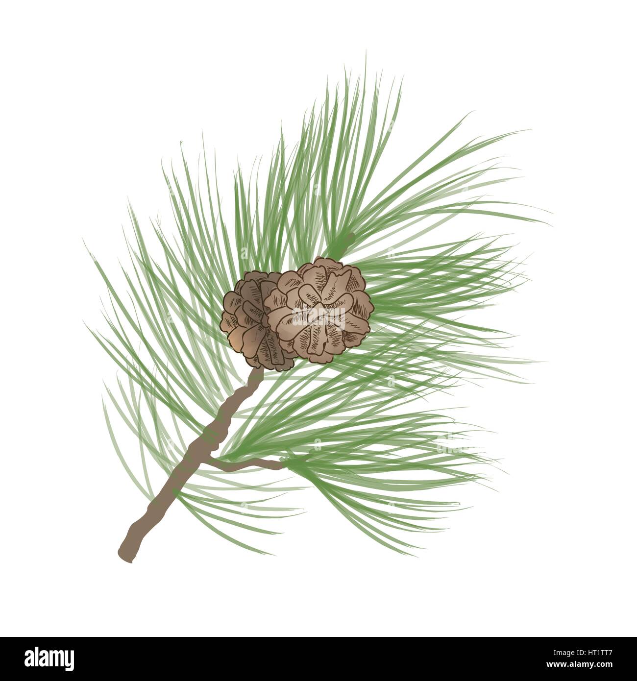 Pigna. pino ramo isolato. floreale decor evergreen Illustrazione Vettoriale