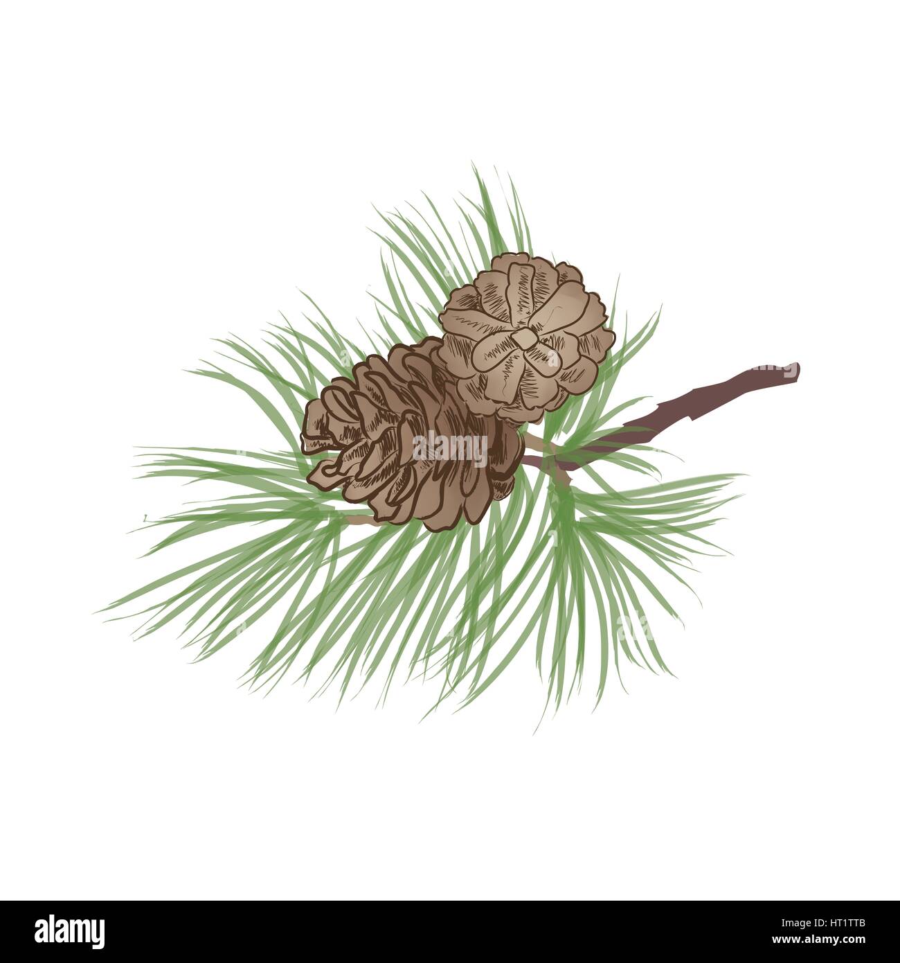 Pigna. pino ramo isolato. floreale decor evergreen Illustrazione Vettoriale