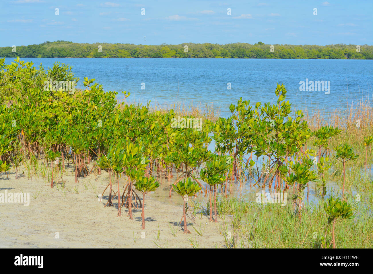 Restauro di mangrovie sulla baia di Tampa Foto Stock