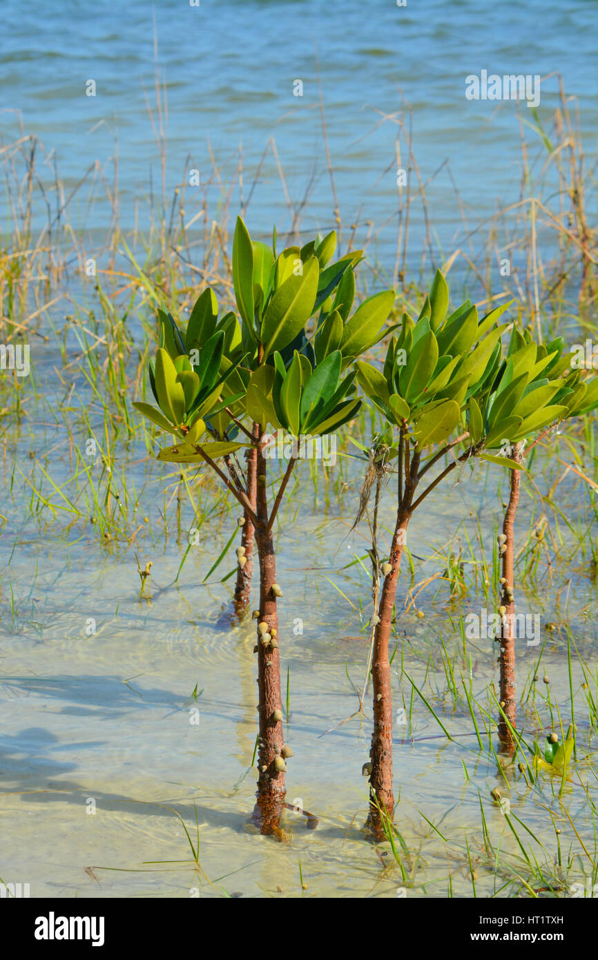 Restauro di mangrovie sulla baia di Tampa Foto Stock