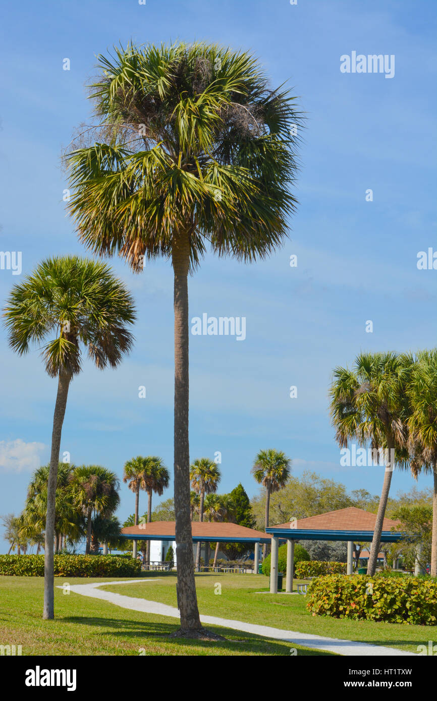 Isola di picnic Parcheggio contea a Tampa, Florida Foto Stock