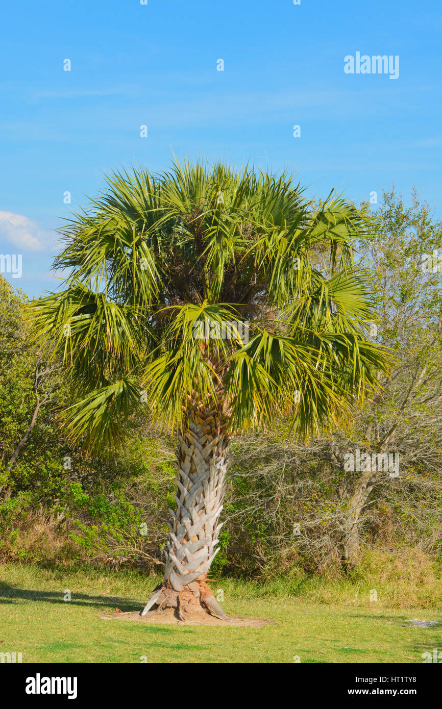 Palm Tree accanto alle Mangrovie al picnic Island Park a Tampa, Florida Foto Stock