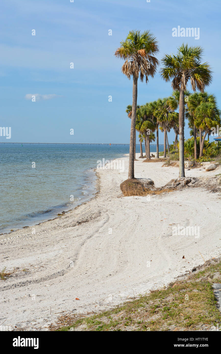 Le palme sulla spiaggia di sabbia di Tampa Bay Foto Stock