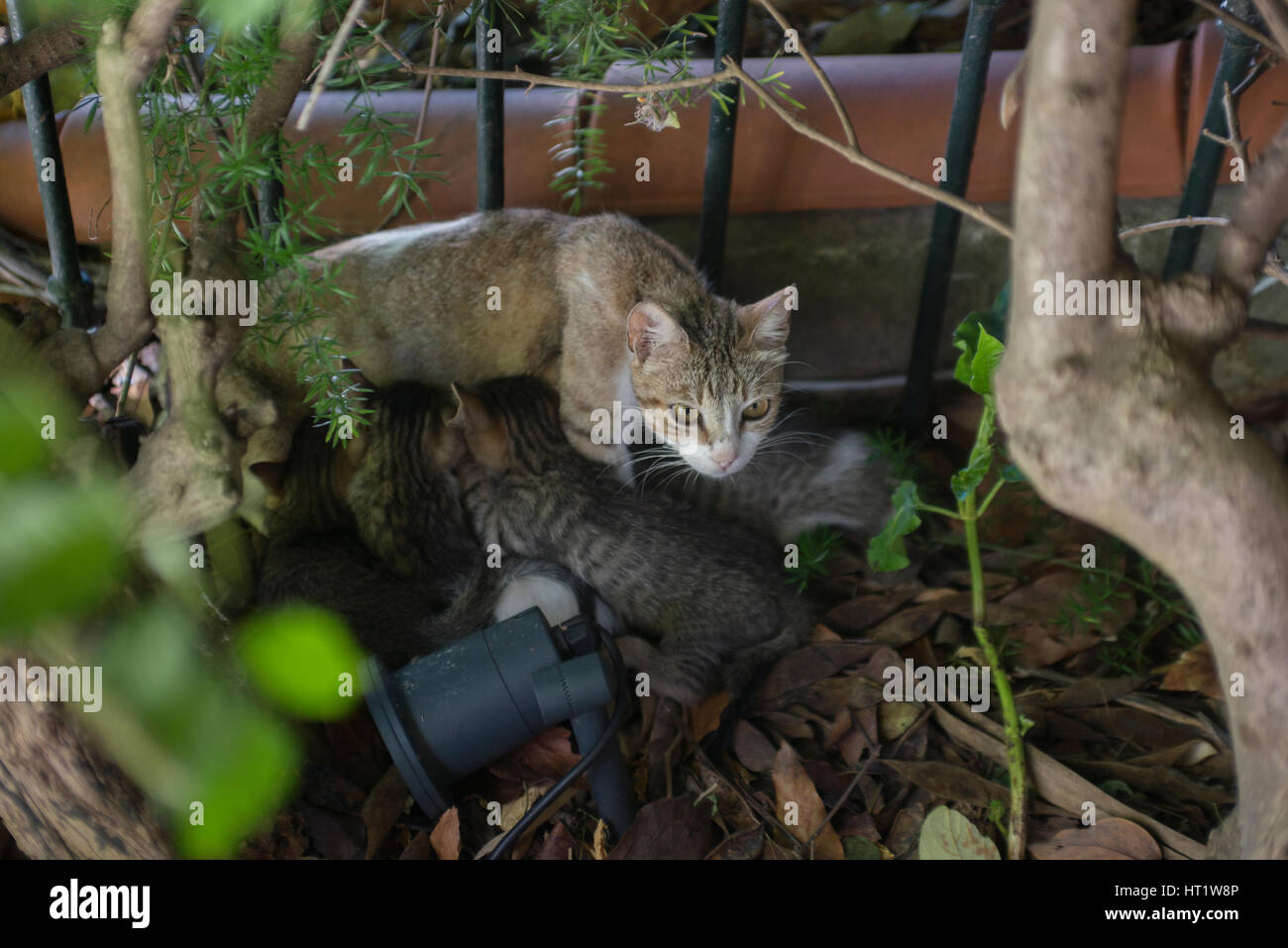 Gatto con i gattini nella città di Lisbona Foto Stock