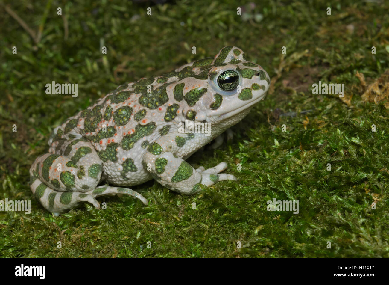 Rospo smeraldino (bufotes viridis) girovagando su moss in una foresta italiana Foto Stock