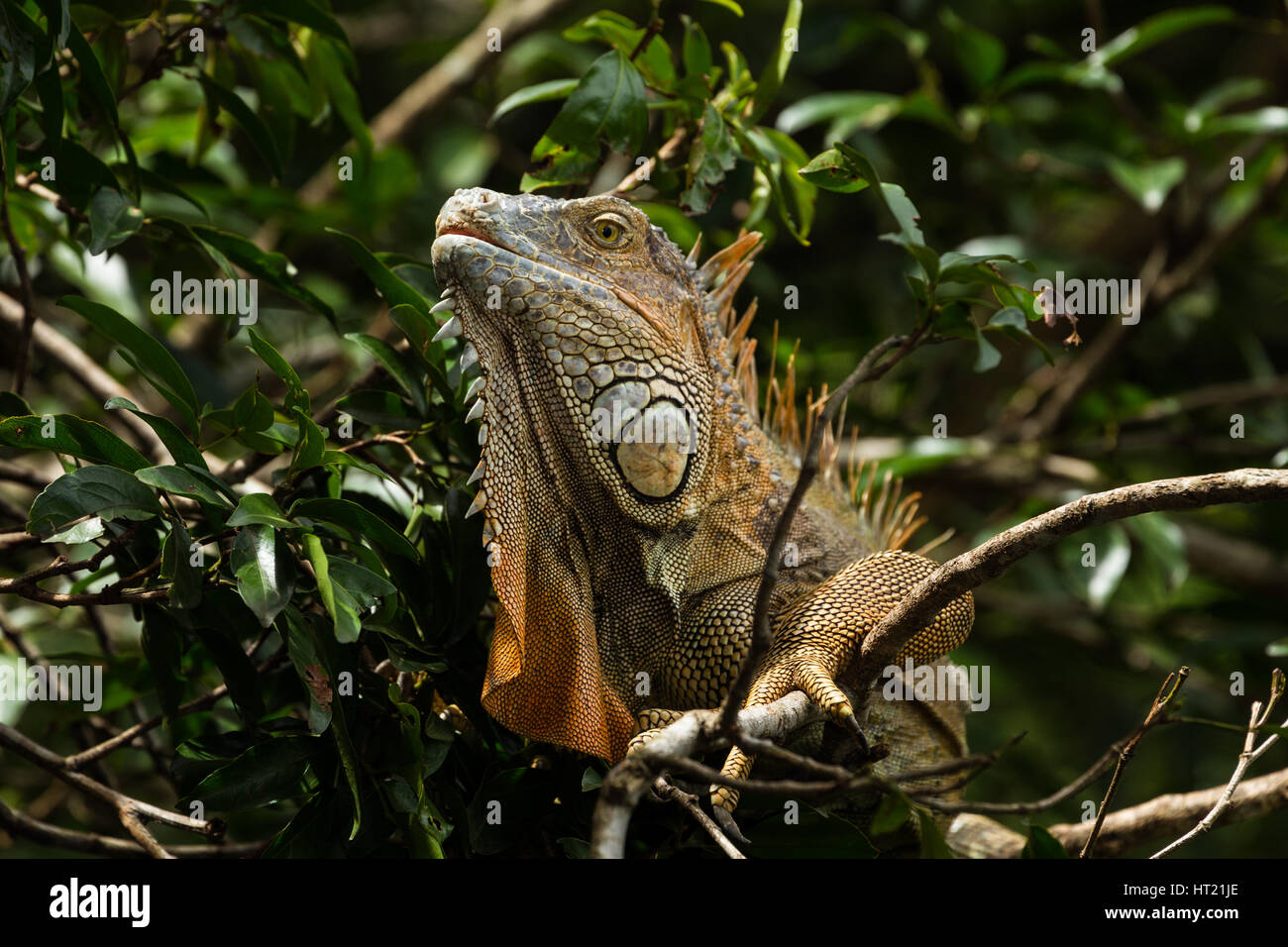 Un adulto grande verde, Iguana Iguana iguana, in una struttura ad albero nella foresta pluviale in Costa Rica. Foto Stock