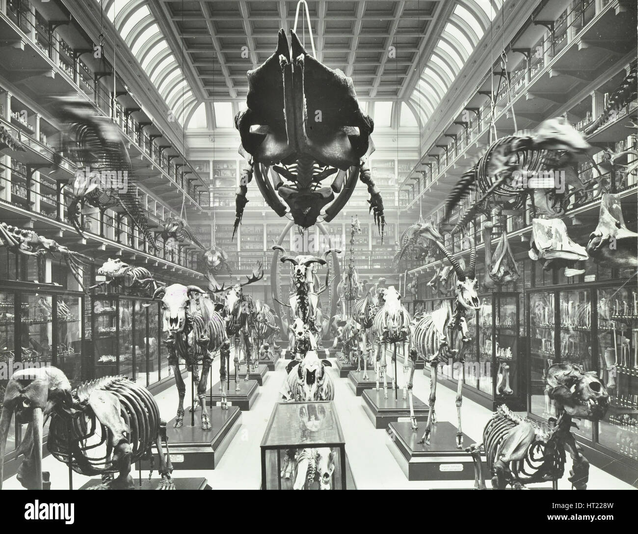 Scheletri di animali presso il Royal College of Surgeons, Westminster, Londra, 1911. Artista: sconosciuto. Foto Stock