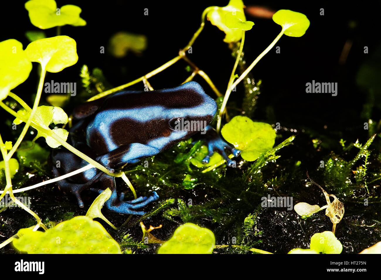 Verde e NERO POISON DART FROG dendrobates auratus, forma blu, per adulti Foto Stock