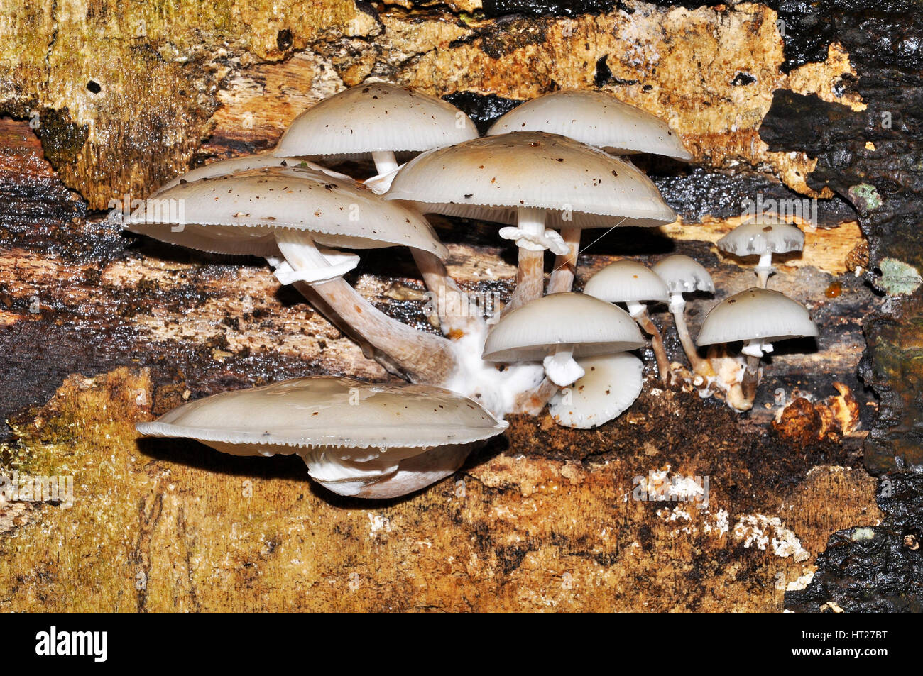 Testa a fungo di porcellana, (Oudemansiella mucida) nel nuovo Parco Nazionale Foreste, Inghilterra Foto Stock