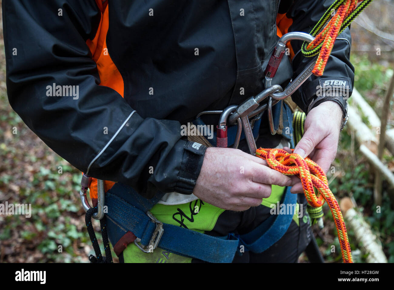 Lumberjack si prepara a salire Quercia utilizzando corde i cavi elettrici carabina e ppe usando le dita alla fune di nodo,chirurgo ad albero albero scalatore, arborist. Foto Stock
