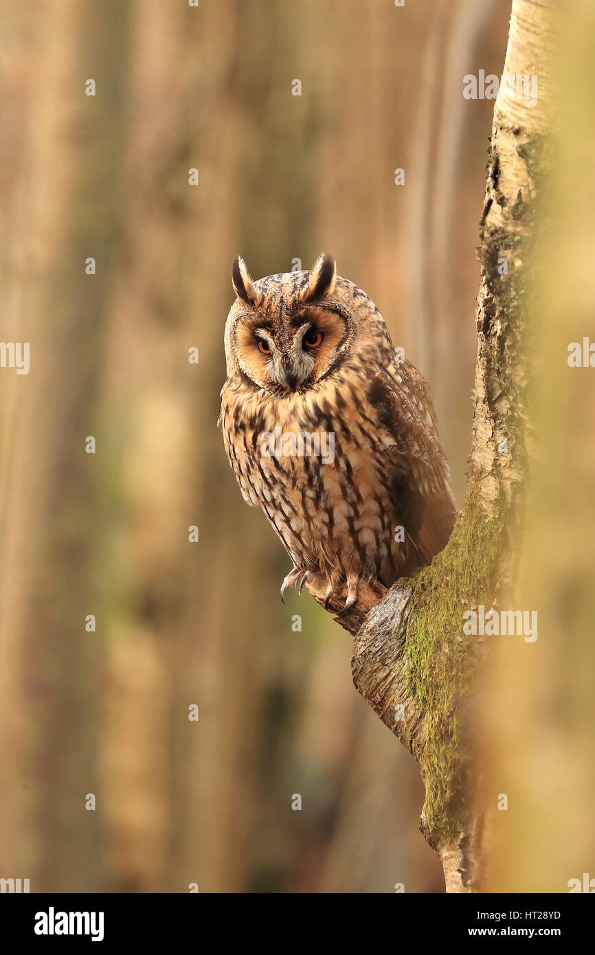 Long eared owl appollaiato su un ramo di albero in un bosco al mattino presto sunshine, bellissimi dettagli. Foto Stock