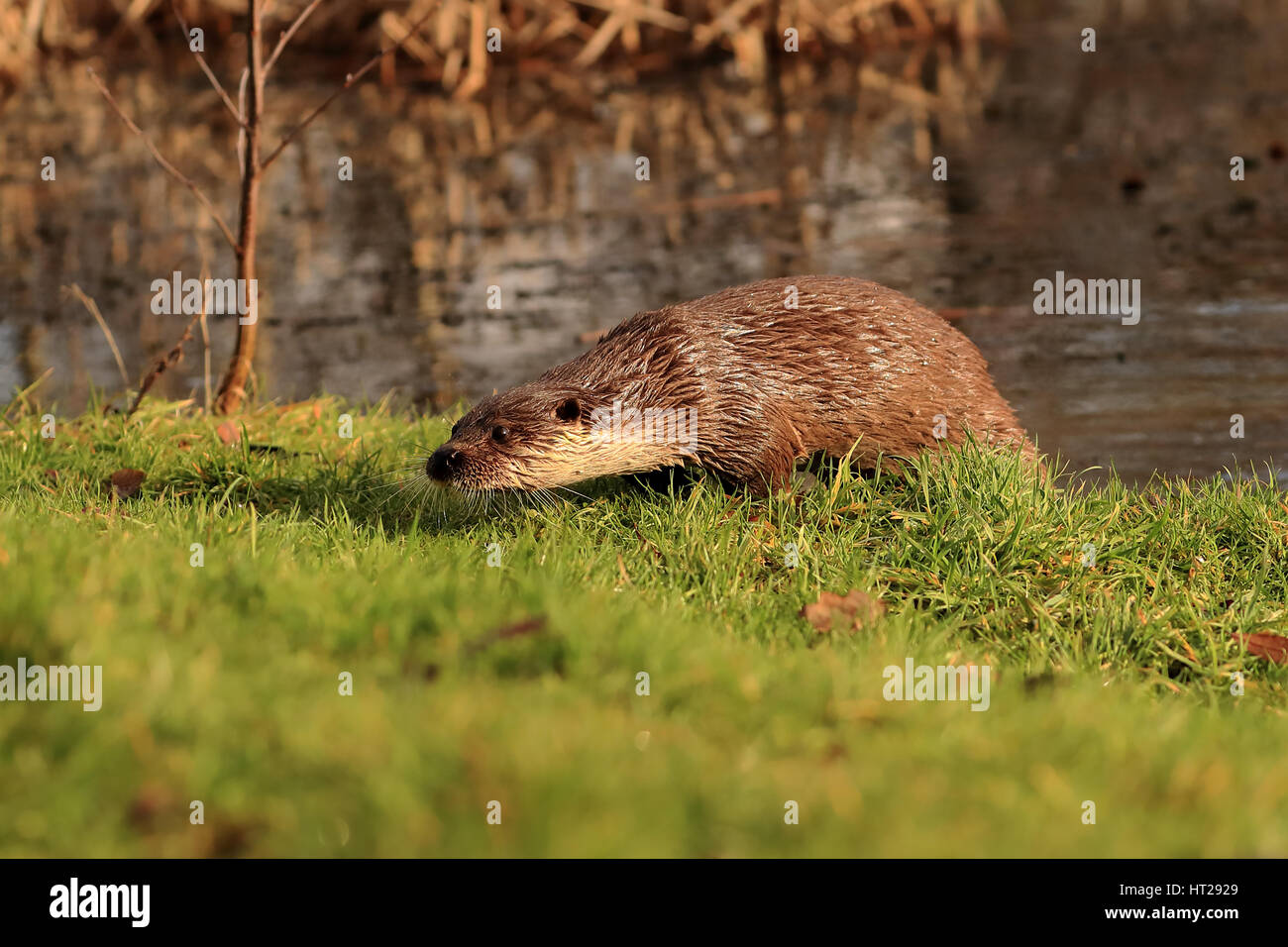 Otter emerse dal laghetto sull'erba cercando di avviso. Foto Stock