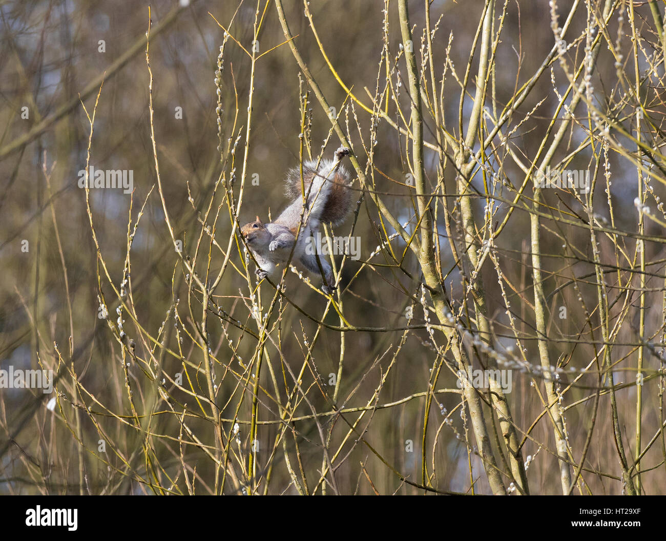 Scoiattolo grigio alimentazione su pussy willow Foto Stock