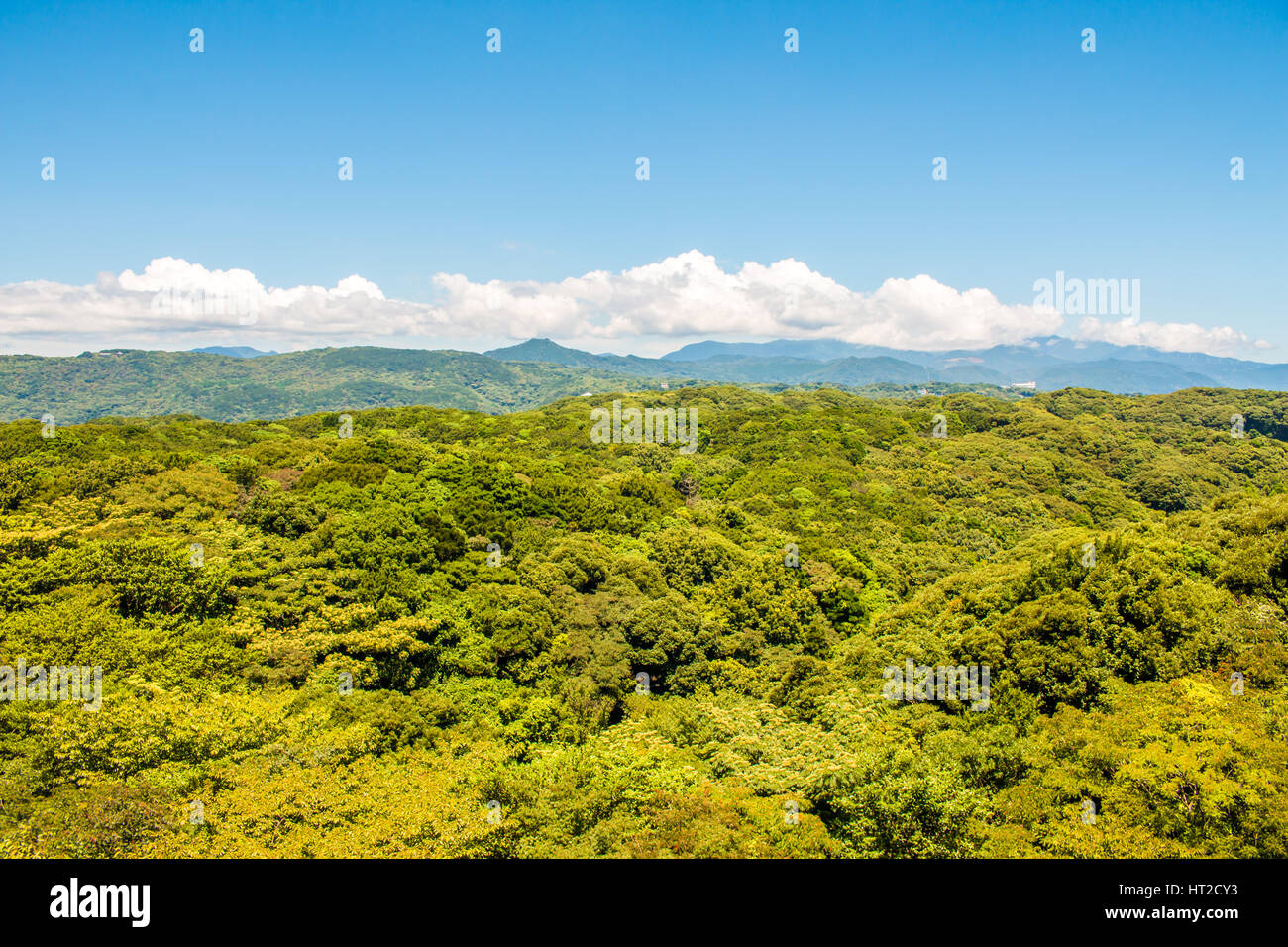 Alberi e montagne di Izu, Giappone Foto Stock