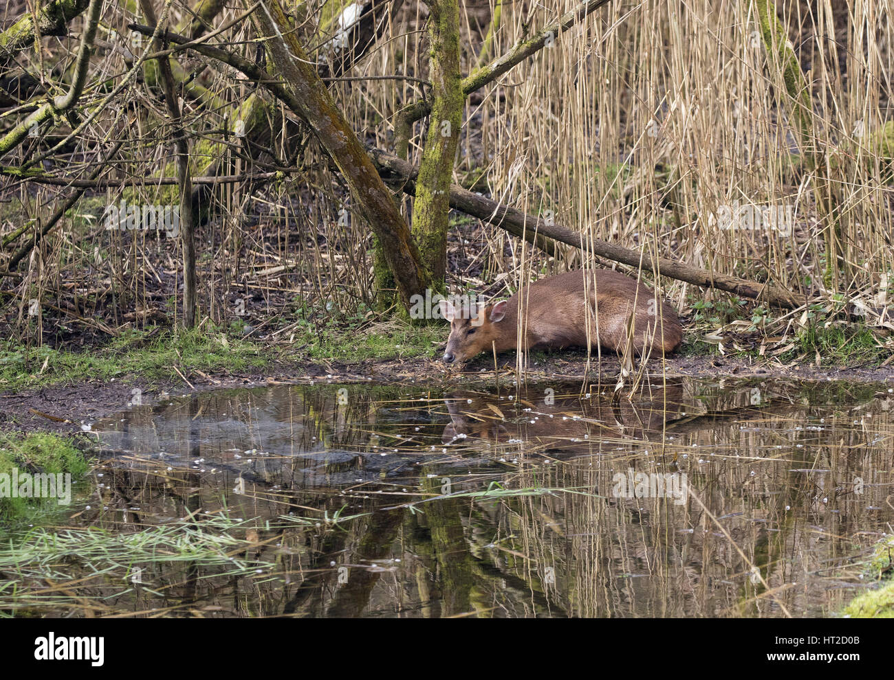 La madre e il bambino cervo muntjac chiamato anche barking deer insieme Foto Stock