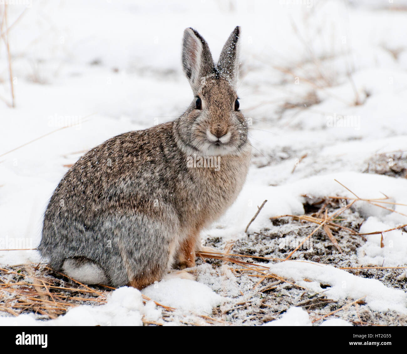 Mountain Cottontail sulla neve al parco nazionale di Yellowstone Foto Stock