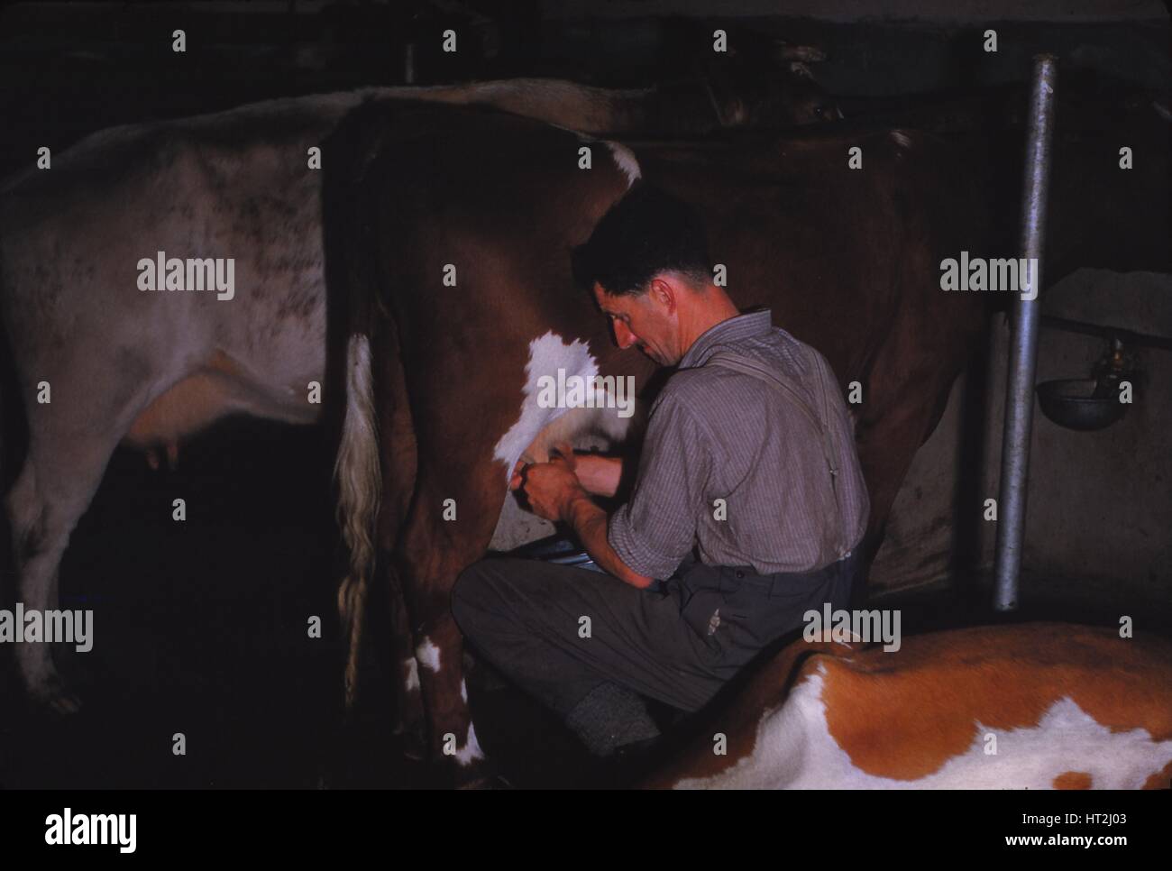 Mliking Bovini, Lake District Farm, c1960. Artista: CM Dixon. Foto Stock