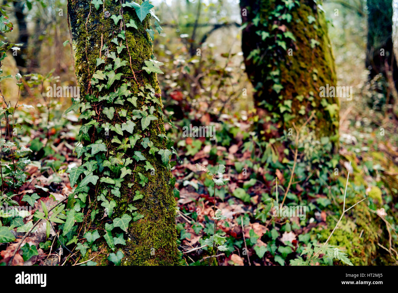 Una vista di La Fageda den Jorda, una foresta di faggi, Garrotxa Zona Vulcanica parco naturale, a Olot, Spagna Foto Stock