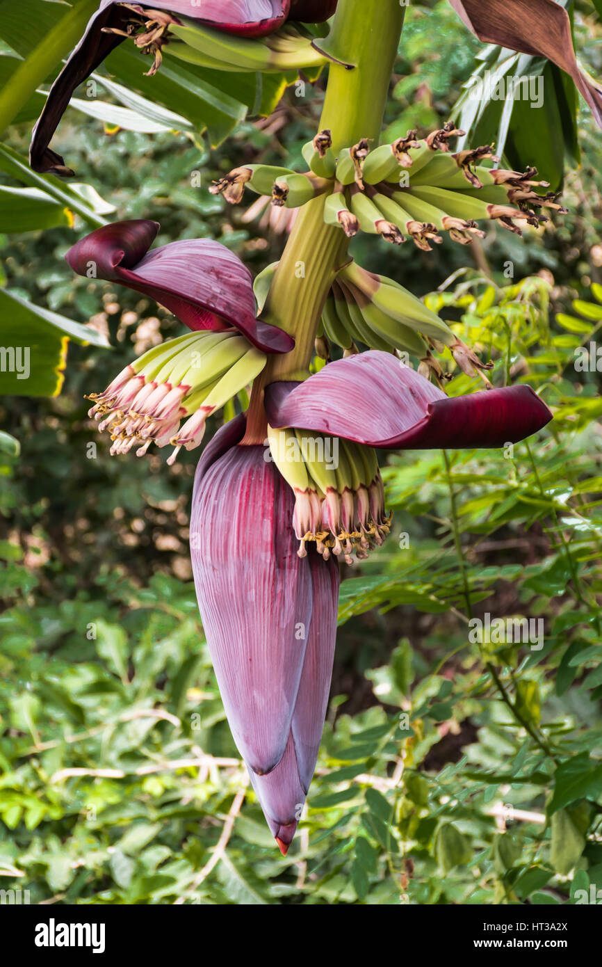 Una banana flower banana o fiore nel giardino. Foto Stock