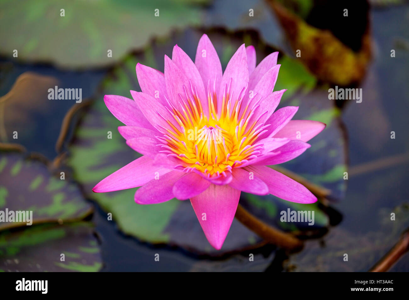 Fiore di loto (Nelumbo), Lotus, Lotus blossom, Singapore Foto Stock