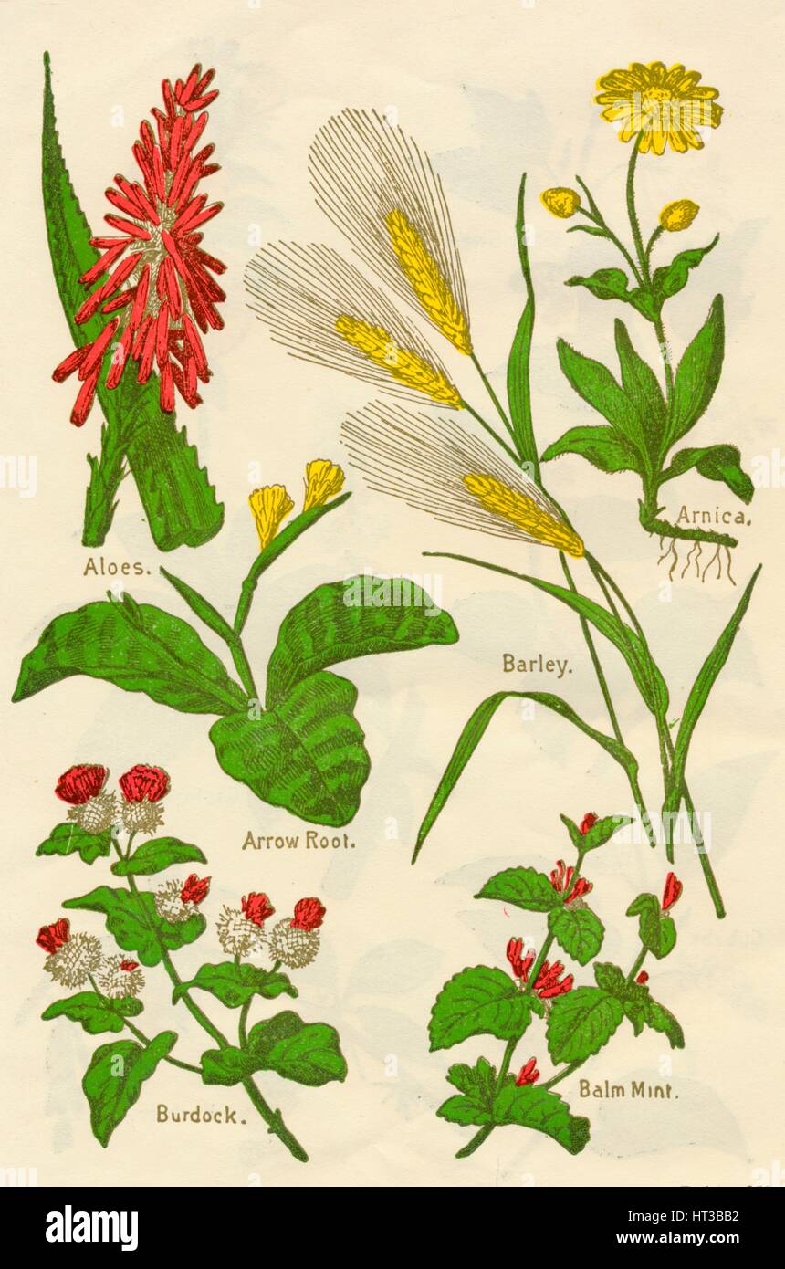 Fiori: aloe, Arnica, freccia Root, orzo, balsamo, menta, Bardana, c1940. Artista: sconosciuto. Foto Stock