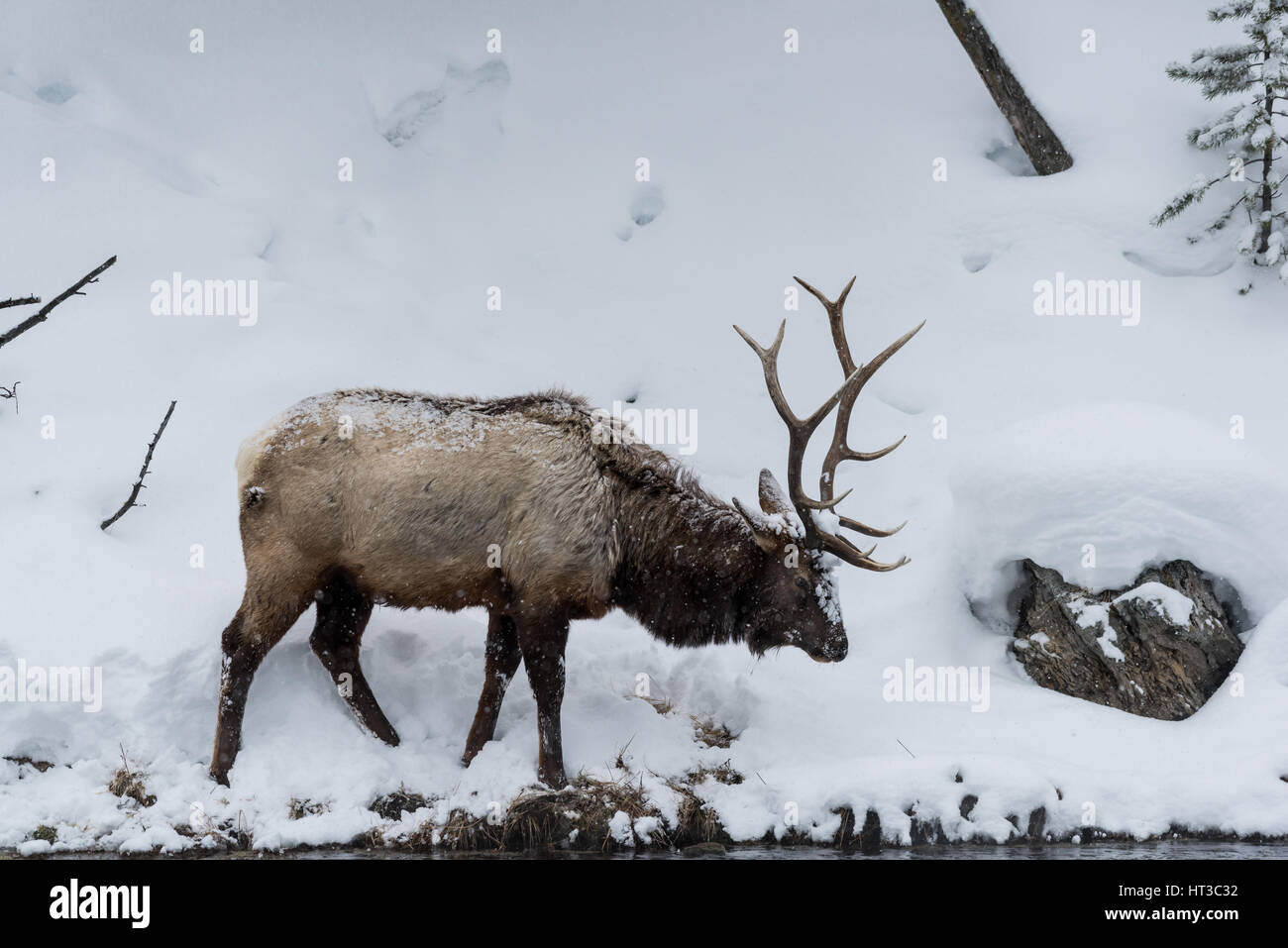 Majestic Bull elk (noto anche come Wapiti o Cervus canadens) pascolano sulla coperta di neve banca del fiume di Madison nel Parco Nazionale di Yellowstone. Foto Stock