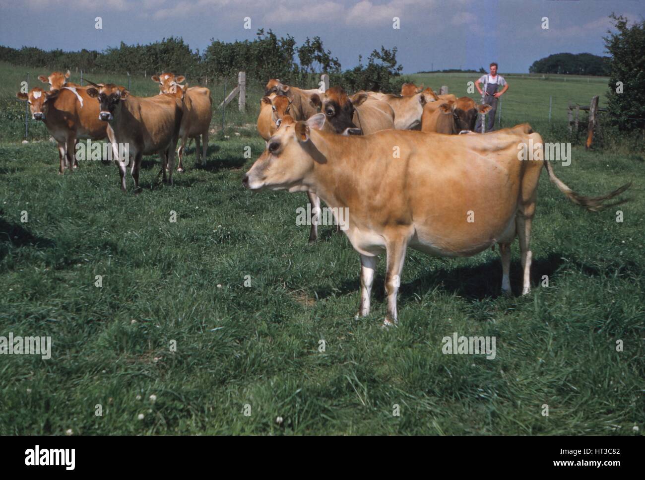 Allevamento di bovini da latte Allevamento nello Yorkshire, xx secolo. Artista: CM Dixon. Foto Stock