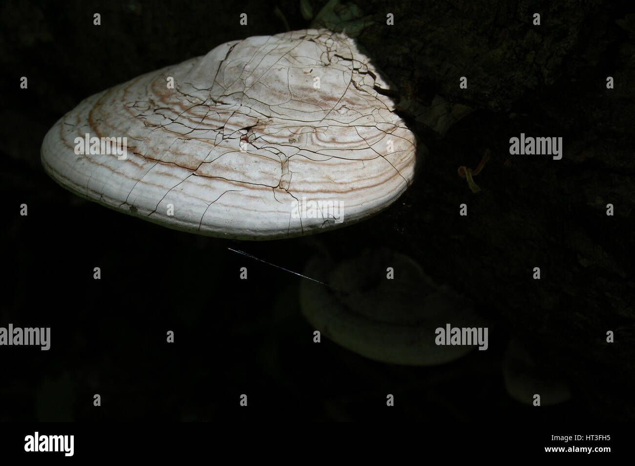 Ripiano rotto fungo emergenti dall ombra Foto Stock