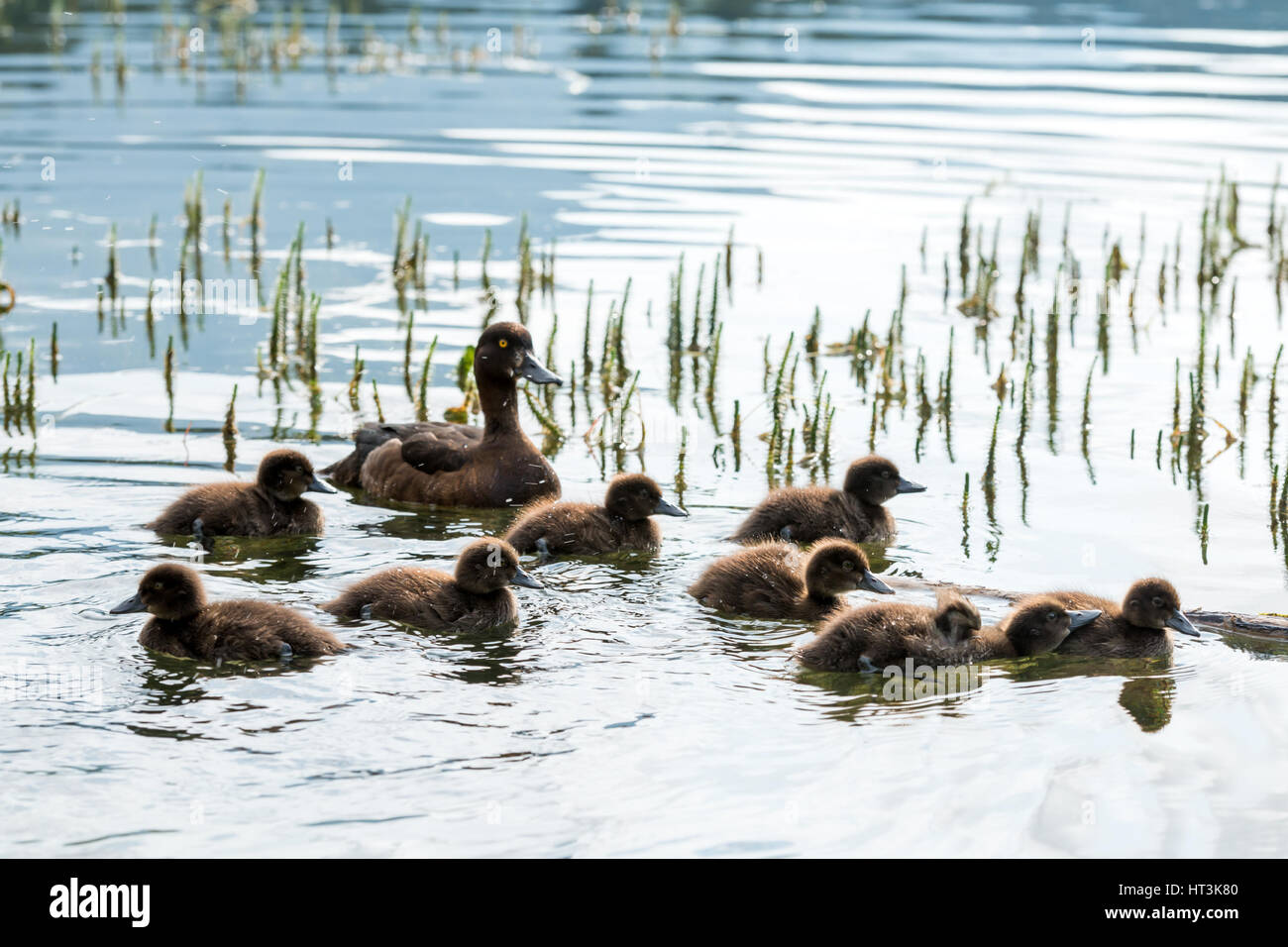 Duck famiglia sul lago di acqua Foto Stock