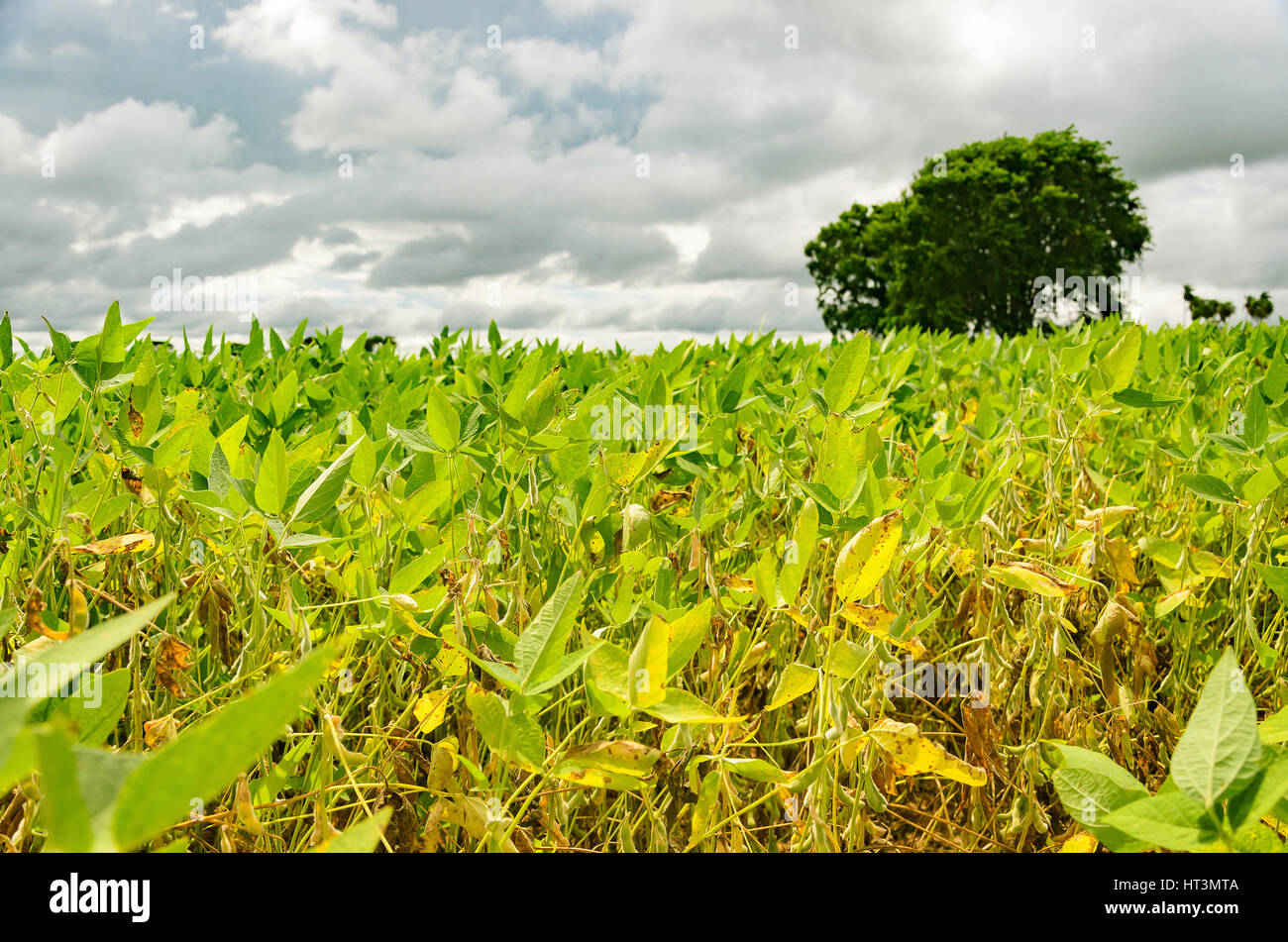 Piantare i semi di soia con impianto e alcuni ancora verde cialde. Paesaggio rurale dell'agricoltura. Foto Stock