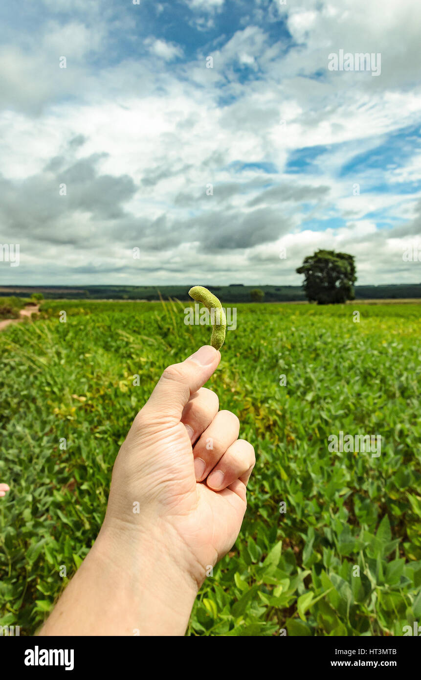 Mano che tiene una soia verde pod. Sullo sfondo la piantagione di fagioli di soia in una zona rurale e l'agricoltura scena. Foto Stock