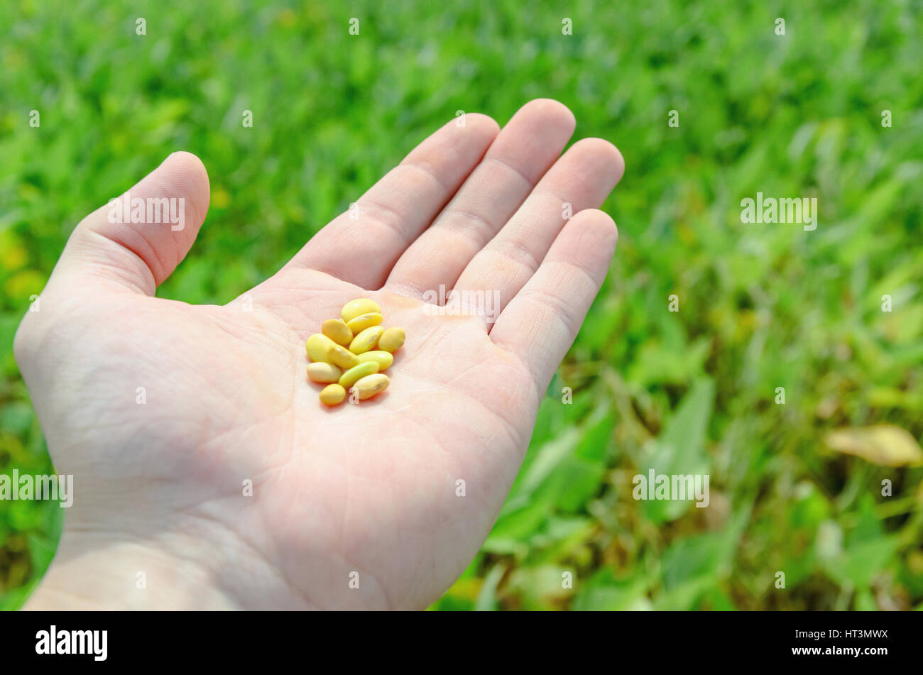 Semi di soia: mano azienda e mostrando i grani di soia con open palm. Semina di soia in scena lo sfondo. Foto Stock