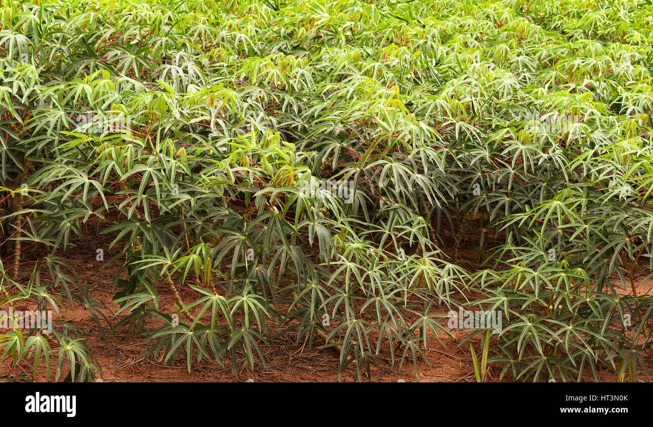 "Mandioca" piantagione in Brasile. Rurale scena con "mandioca" impianto piantati sul terreno. Conosciuta anche come la manioca, manioca o yuca. Foto Stock