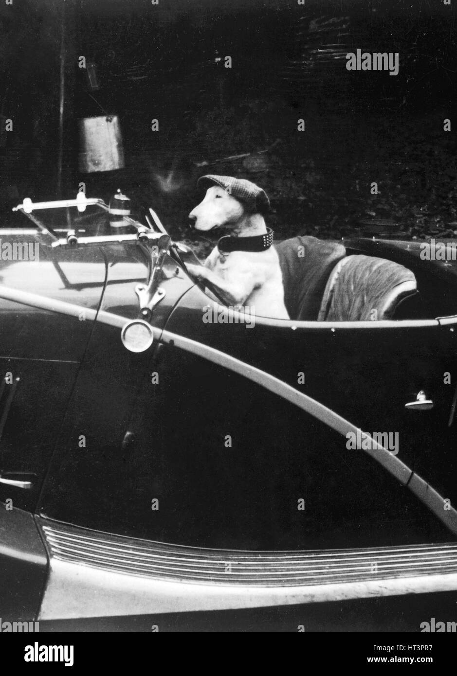 Bull Terrier cane nel sedile del conducente di Hotchkiss Foto Stock