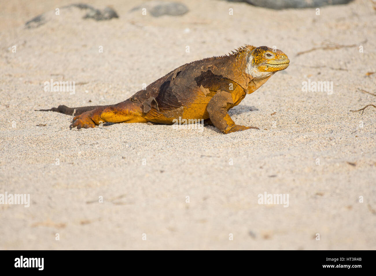 Terra Galapagos Iguana (Conolophus subcristatus) nelle isole Galapagos, Ecuador. Foto Stock