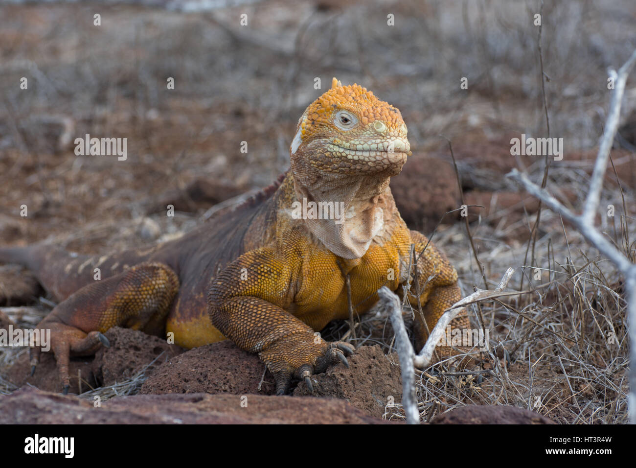 Terra Galapagos Iguana (Conolophus subcristatus) nelle isole Galapagos, Ecuador. Foto Stock
